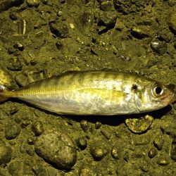 エギングがダメだったので